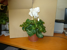 Cyclamen Large