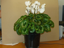 Cyclamen Jumbo