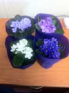 African Violets