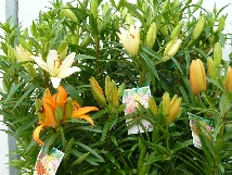 Asiatic Lilium