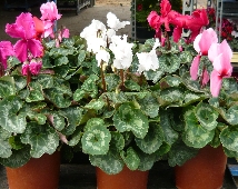 Cyclamen Intermediate
