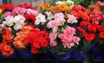 Elatior Begonia