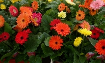 Gerbera