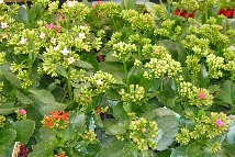 Kalanchoe / Calandiva