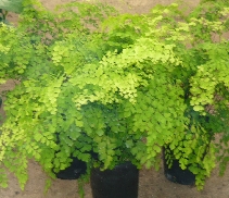 Maiden Hair Fern
